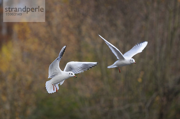 Zwei fliegende Lachmöwen (Larus ridibundus)