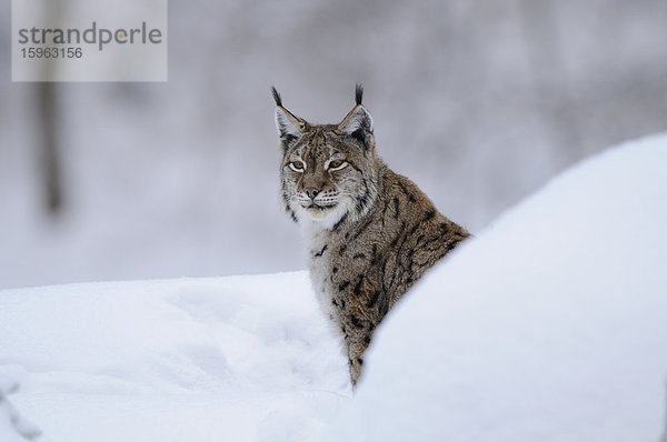 Eurasischer Luchs (Lynx lynx) im Schnee