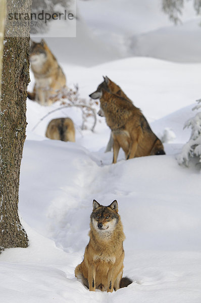 Wolfsrudel im Schnee