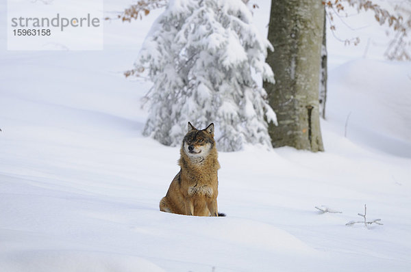 Grauer Wolf (Canis lupus) im Schnee