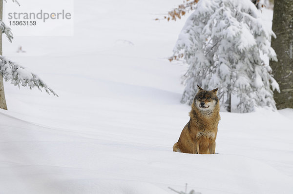 Grauer Wolf (Canis lupus) im Schnee