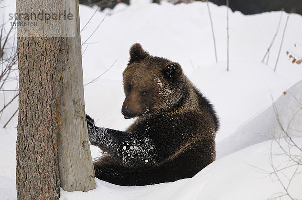 Europäischer Braunbär (Ursus arctos arctos) im Schnee