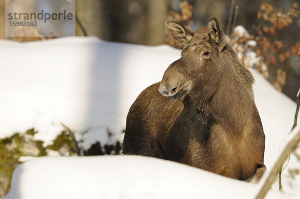 Elch (Alces alces) im Schnee