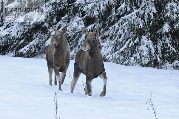 Zwei Elche (Alces alces) im Schnee