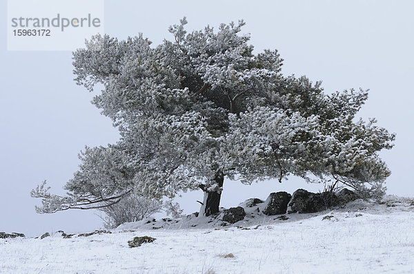 Waldkiefer (Pinus sylvestris) in Winterlandschaft