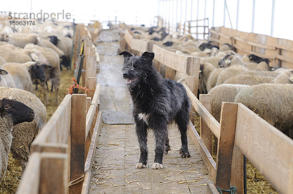 Hund steht im Schafstall