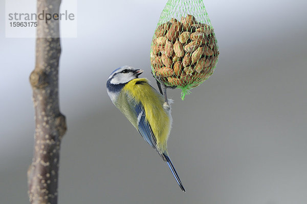 Blaumeise (Parus caeruleus) an einem Meisenknödel