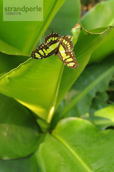 Bambuspage (Siproeta stelenes)