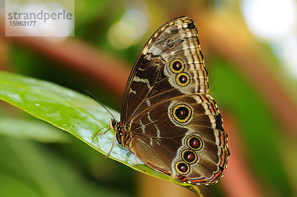 Blauer Morphofalter (Morpho peleides)