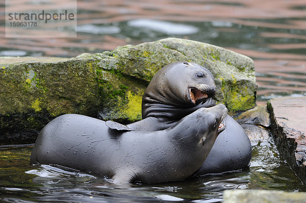 Zwei junge kalifornische Seelöwen (Zalophus californianus)