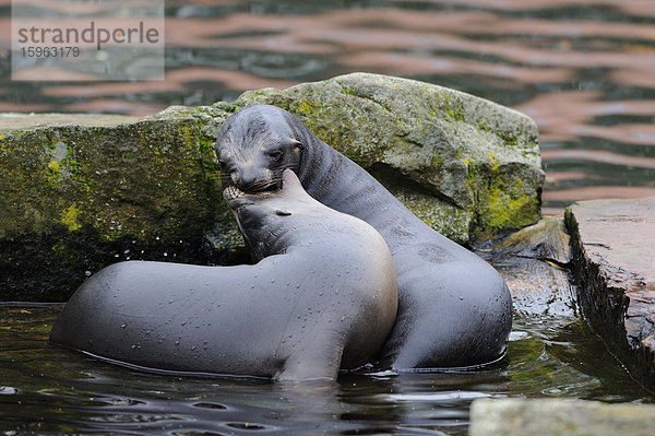 Zwei junge kalifornische Seelöwen (Zalophus californianus)