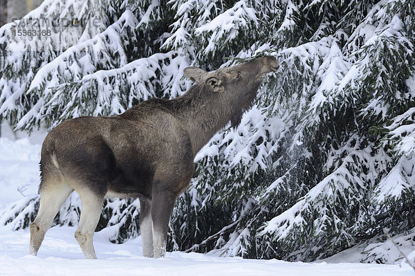 Elch (Alces alces) im Schnee