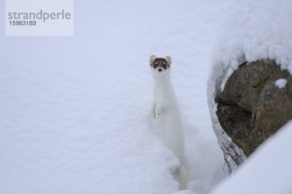 Mauswiesel (Mustela nivalis) im Schnee