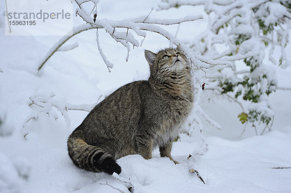 Europäische Wildkatze (Felis silvestris silvestris) im Schnee