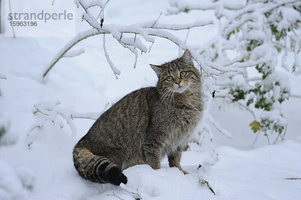 Europäische Wildkatze (Felis silvestris silvestris) im Schnee