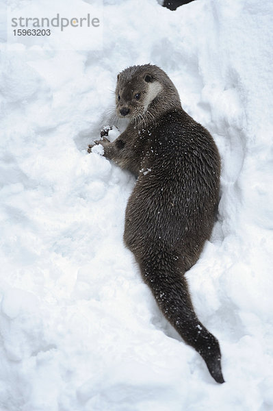 Fischotter (Lutra lutra) im Schnee