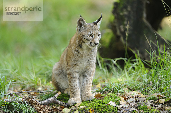 Junger Eurasischer Luchs (Lynx lynx)