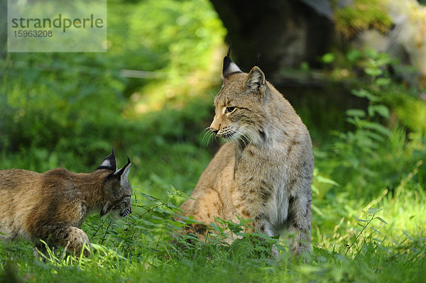 Eurasischer Luchs (Lynx lynx) mit Jungtier