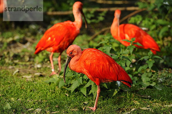 Roter Sichler (Eudocimus ruber)