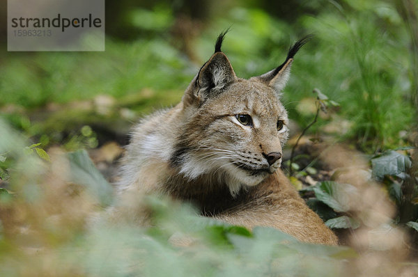 Eurasischer Luchs (Lynx lynx) im Unterholz