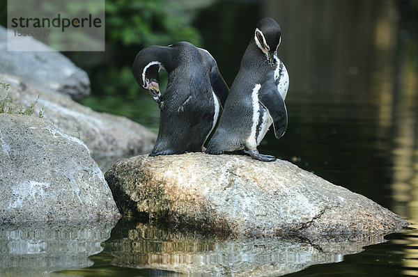 Zwei Humboldt-Pinguine (Spheniscus humboldti) stehen am Wasser