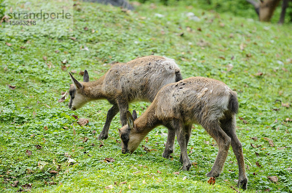 Zwei junge Abruzzengämsen (Rupicapra rupicapra ornata)