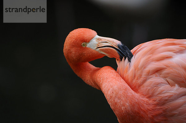 Roter Flamingo (Phoenicopterus ruber)  close-up
