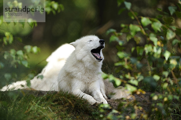 Heulender Polarwolf (Canis lupus arctos)