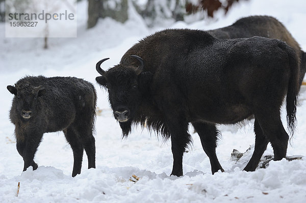 Wisente (Bison bonasus) stehen im Schnee