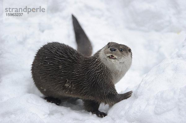 Fischotter (Lutra lutra) im Schnee