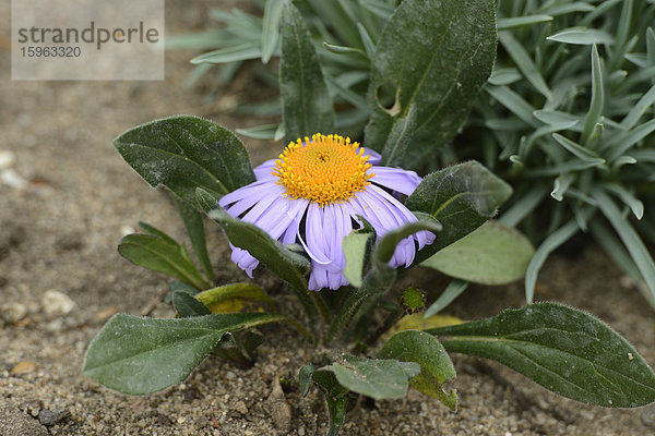 Berg-Aster (Aster amellus)  close-up