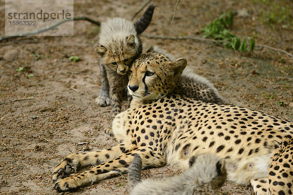 Gepard (Acinonyx jubatus) mit Jungtieren