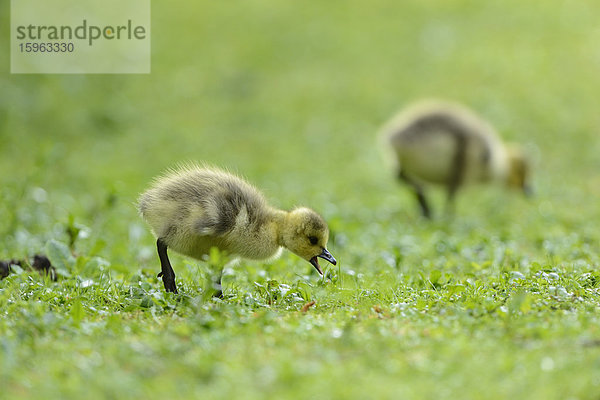 Zwei Kanadagans-Küken (Branta canadensis) auf einer Wiese