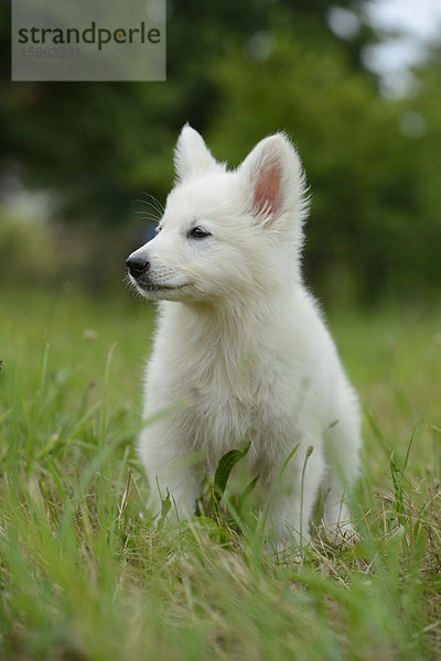 Thürner Wolfshund-Welpe auf einer Wiese