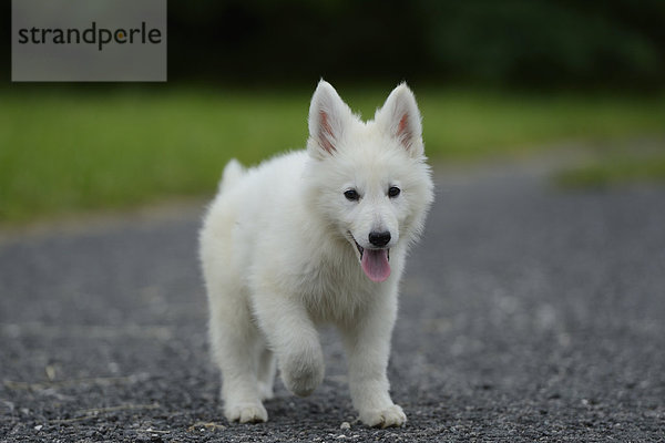 Thürner Wolfshund-Welpe auf einer Straße