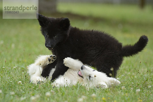 Zwei Hundewelpen spielen auf einer Wiese