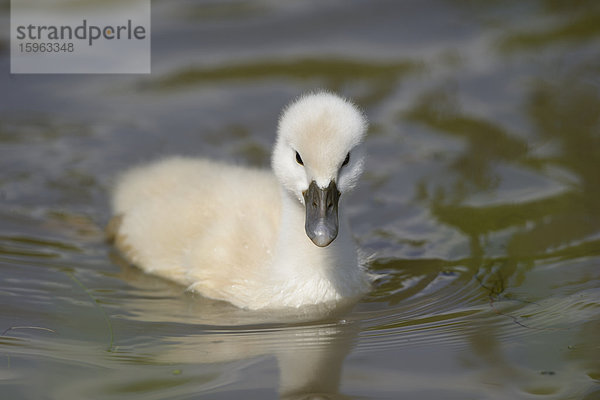 Höckerschwan-Küken (Cygnus olor) treibt auf dem Wasser