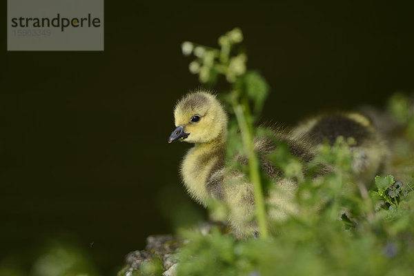 Kanadagans-Küken (Branta canadensis) auf einer Wiese