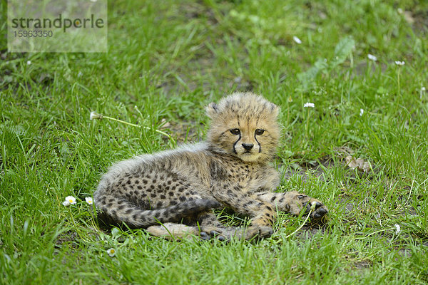 Junger Gepard (Acinonyx jubatus) liegt auf einer Wiese