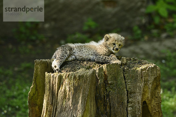 Junger Gepard (Acinonyx jubatus) liegt auf einem Baumstumpf