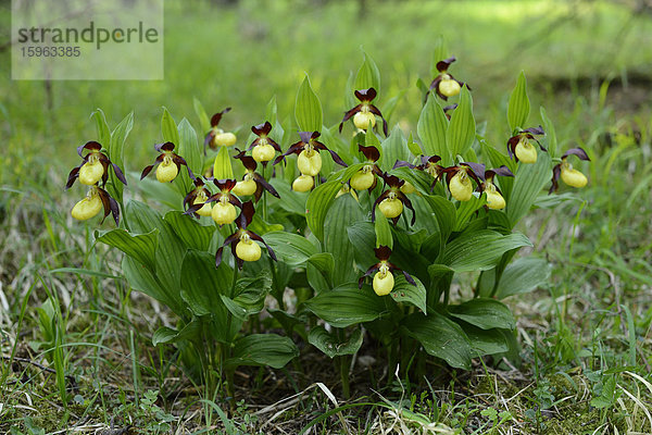 Gelber Frauenschuh (Cypripedium calceolus)