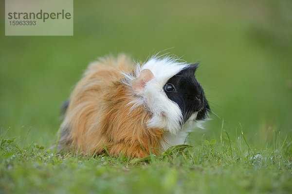 Meerschweinchen auf einer Wiese