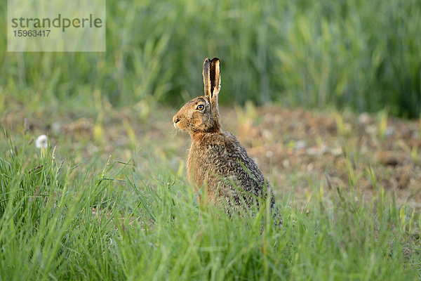 Feldhase (Lepus europaeus) auf dem Feld