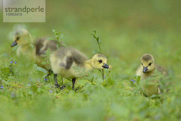 Kanadagans-Küken (Branta canadensis) auf einer Wiese