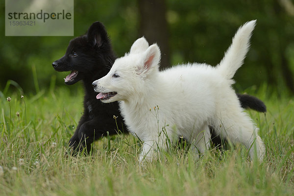 Zwei Hundewelpen auf einer Wiese