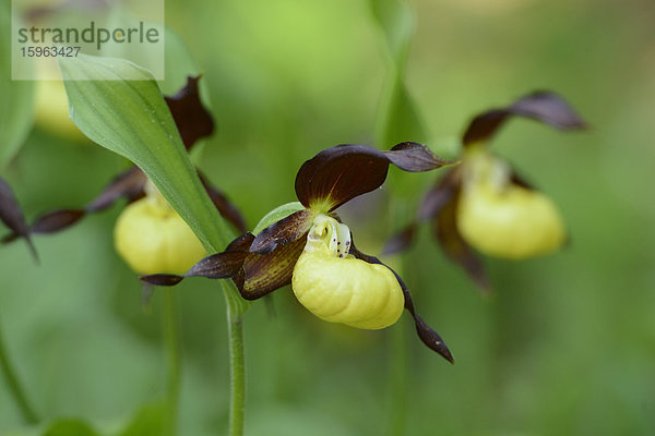 Gelber Frauenschuh (Cypripedium calceolus)  close-up