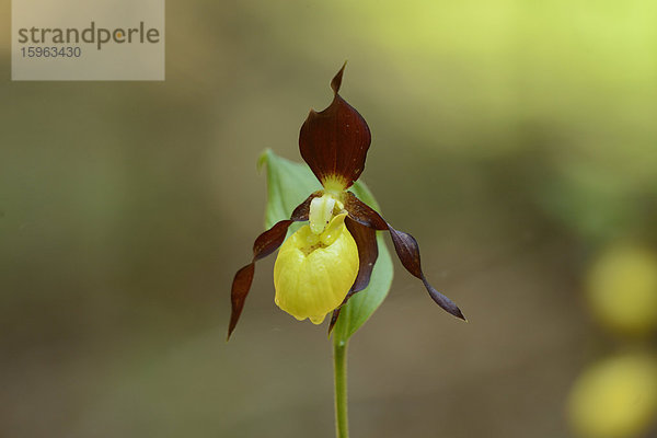 Gelber Frauenschuh (Cypripedium calceolus)  close-up