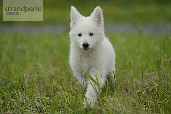 Thürner Wolfshund-Welpe auf einer Wiese