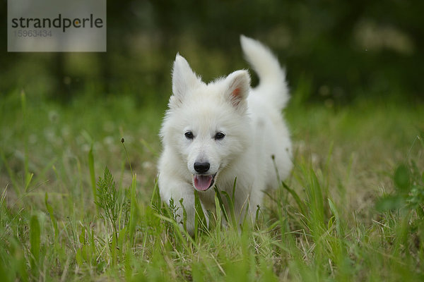 Thürner Wolfshund-Welpe auf einer Wiese