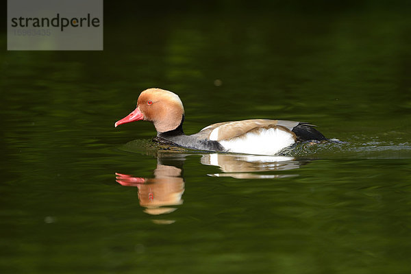 Kolbenente (Netta rufina) treibt auf dem Wasser